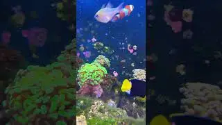 New Hammers #audio #coral #fish #googlecoral #ocean #song #oceanreef #oceanreef #youtubeshorts #fun