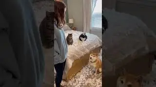 Every Cat Ever During an Interrogation 😂💀
