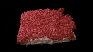 Horse placenta microstructure imaged by microCT-based X-ray Histology