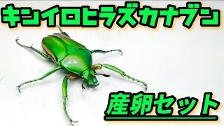 【華麗❗】キンイロヒラズカナブンの産卵セット  Cyprolais aurata 【Part1】