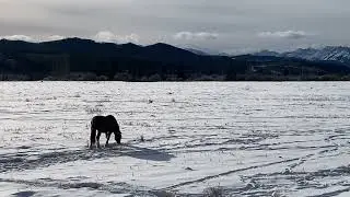 Wild Alberta Mountain Horse