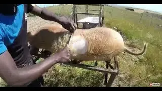 Free Range Pig Farming - How to get ready