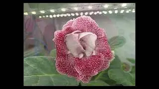 Gloxinia. 20 January 2026