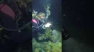 Ever tried finding a nudibranch without a dive light? Because same. 😅 #scubadiving #nudibranch #dive