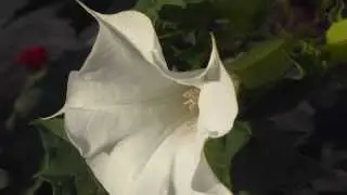 Datura stramonium - Poisonous Plants - Tindaepli  - Trompetbl&oacute;m - N&aacute;ttskugga&aelig;tt