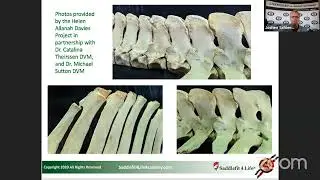 Schleese Livestream Lecture: Saddle Bridging