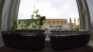 pH soil comparison between 7.0 and 8.0. Canada. (4K video). Markusson New Holland