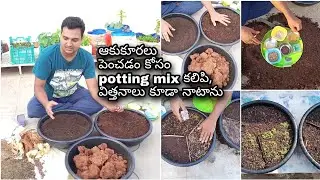 Ideal potting mix for leafy vegetables, How to sow leafy veggie seeds with updates
