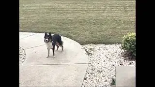 A BIRD PICKED UP MY DOG
