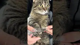 Grumpy cat because no play #shorts #cat #funny