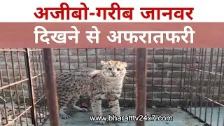 Mohanlalganj Wildlife Rescue | Fishing Cat Like Animal Found Injured | Forest Team Action