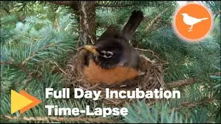 The Day of an Incubating Nesting Bird! 4AM to 10PM Time-lapse