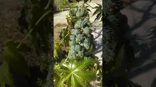 Ricinus communis