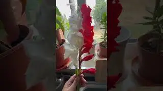 The fresh flowers in my garden look so lovely in both colors: red and white. #shortvideo