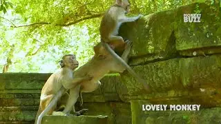 Happy.. Happy.. Cute baby monkey Anissa enjoy playing with sister Alba and Tobias