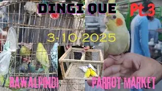 Parrot market latest update😍||DINGI QUE Friday bird market raja Bazar rawalpindi