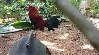 McLean hatch gilmore 2 X winner hack fight #games #rooster #roosterfarm #gamefowl #gaming #trending 