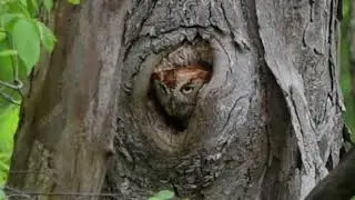 Screech Owl 