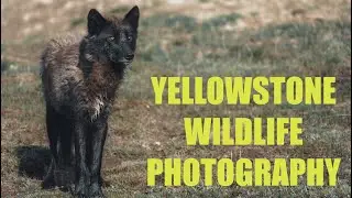 Bison, Wolves, & Bears, oh my! A Yellowstone Wildlife Photo Adventure
