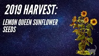 2019 Harvest: Lemon Queen Sunflower (w/ Garden Cat) - Boldly Grow Homestead
