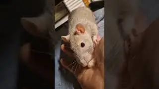 Yuuko nach dem Einzug bei uns 🥰