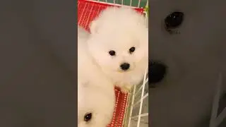#th&uacute;cưng  #ch&oacute;m&egrave;oh&agrave;ihước #ch&oacute;  Ch&oacute; Phốc S&oacute;c Mini  Funny and Cute Pomeranian cute animals#91.4