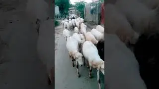 Sheep Status video Sheep videos 🐑 #sheep #video #viral