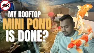 Is My Rooftop Mini Pond Finally Done? 😭 