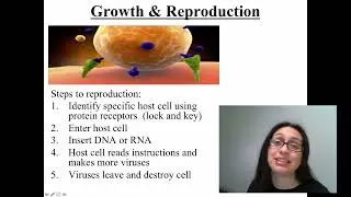 Virus Reproduction