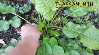 KABYLIE  DES PLANTES  :  THASSAMUMTH