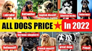 All dogs breed price in 2022 | All over India delivery | Cheapest dog market | All dogs