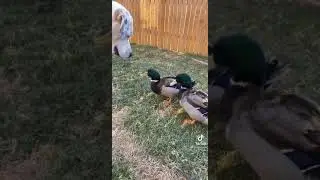 Dog attempted murder