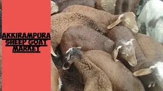 Akkirampura  sheep goat market@ agrianimals