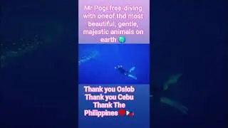 Mr Pogi Freediving with the majestic gentle whale sharks of Oslob #travel #mrpogi #oslob #cebu #❤️🇵🇭