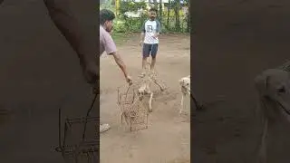 rampur #dog #rampur