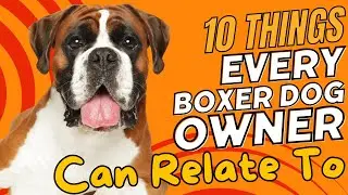 10 Things Every Boxer Dog Owner Can Relate To🐾