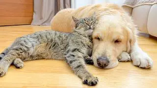 Rescued Cat Refuses To Sleep Unless He’s Beside His Golden Retriever!!