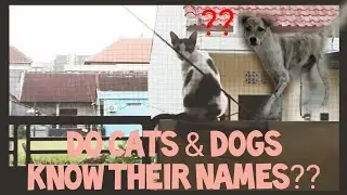 Do Cats and Dogs Know Their Names? | PETS FACT REVEALED!