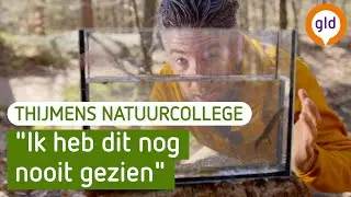 Zo plant de Alpenwatersalamander zich voort | Thijmens Natuurcollege | BuitenGewoon