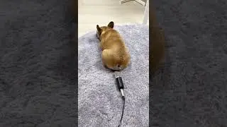 Dog farts into microphone and gets scared 😂😂😂 #shorts