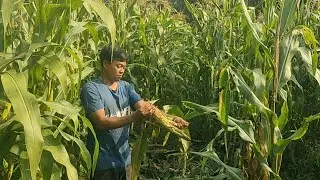 Tinggal Nunggu Panen, Tanaman Jagung Hibrida di Desa Sindangwangi Pangandaran Diserbu Hama BAGONG