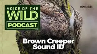 Episode 77: Brown Creeper &ndash; Voice of the Wild