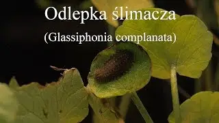 Odlepka ślimacza (Glassiphonia complanata). Snail leech