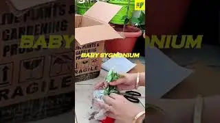 LIVE PLANTS SHOPPING FROM AMAZON | UNBOXING OF LIVE PLANTS | #shorts #goldenmoneyplant #zzplant