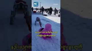 ဟားအယ်ပင်း ရေခဲနှင့် ဆီးနှင်းပွဲတော်တွင် စွတ်ဖားလှည်းဆွဲနေသည့် စက်ရုပ်ခွေးလေး #RobotDog #Harbin