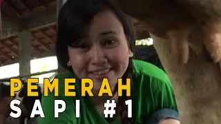 Kata emak bersihin sapi pakai susu hangat, agar air susu keluar lebih lancar | JIKA AKU MENJADI