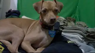 Chihuahua Licks his PAWS | Drake The Dog