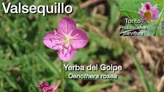 Valsequillo y sus flores: Yerba del golpe o Chupa Sangre (Oenothera rosea)