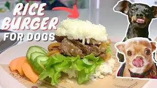 Delicious Rice Burger For Dogs 🍔 🐶 Chihuahua Minpin approved! | Dog Chef Cuisine