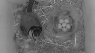 Courtship Feeding